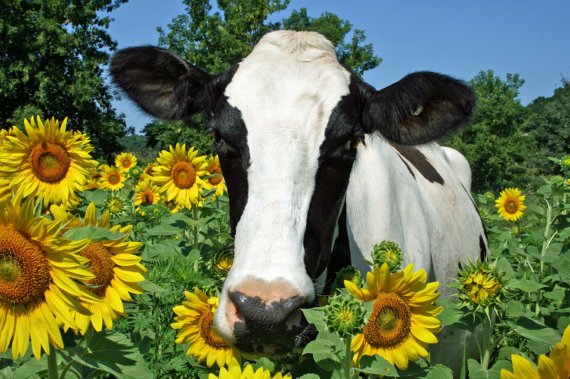 SATURNGIRL_00's tweet photo. Have I mentioned that I love cows???? Alot??? Well I do. So stop eating them https://t.co/FBTbnjTxTz