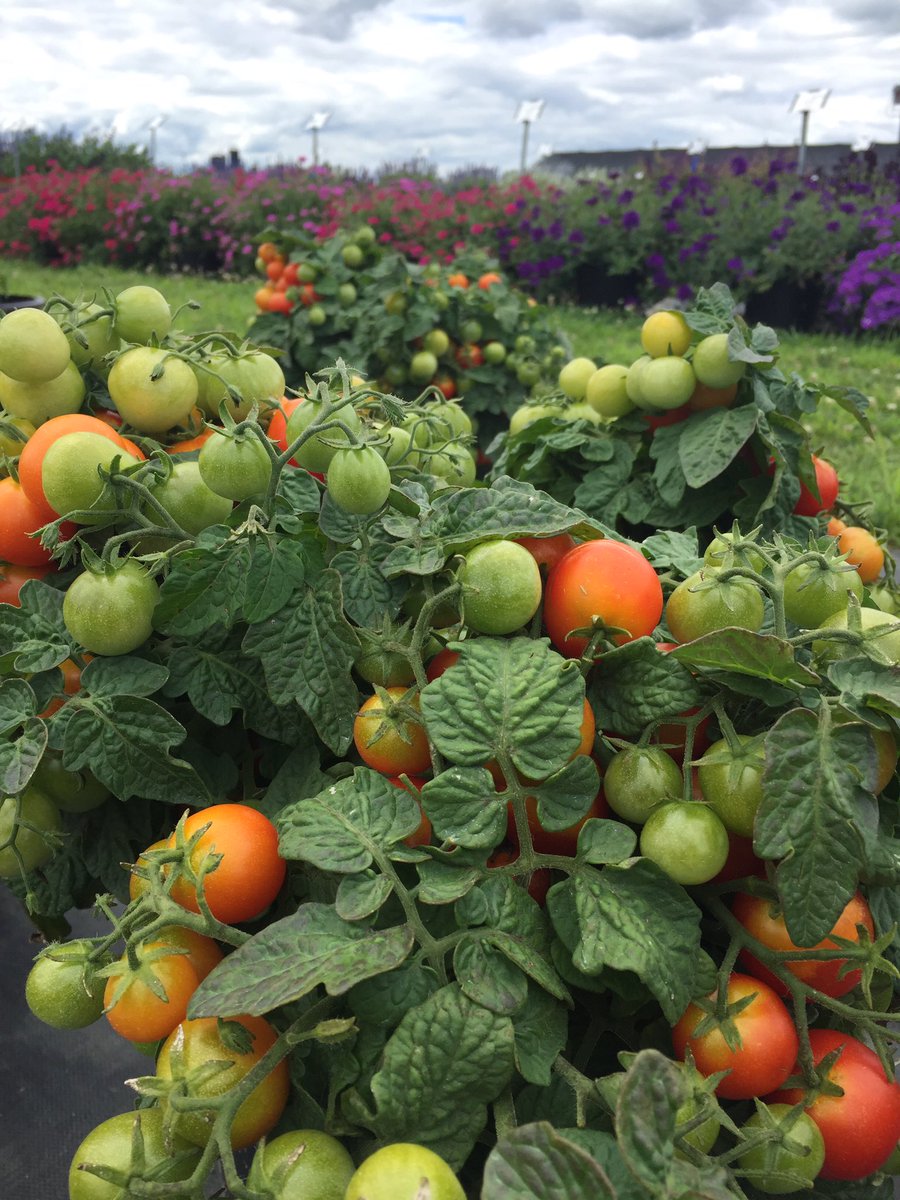 PACropDoc's tweet photo. Gorgeous wx for vegetable learnin' today at #SEAREC. Thx to PA Veg Growers, @LancFarming , @WGAL for coming! @psuvegdoctor @agsciences https://t.co/PHKmwEMRCs