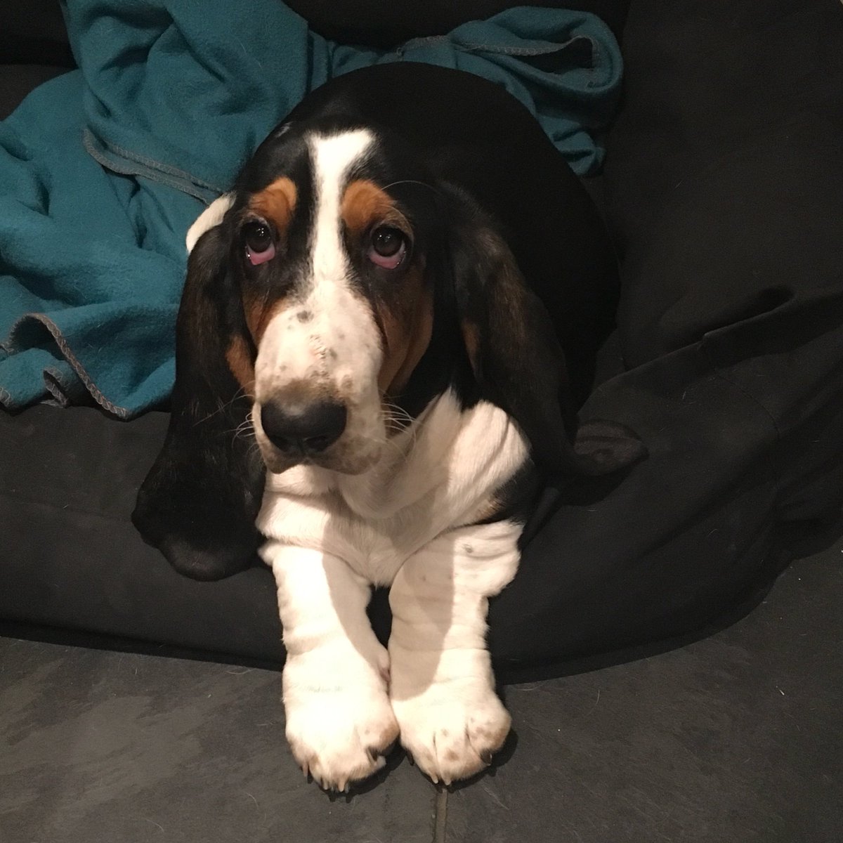 daisyalicebaset's tweet photo. #abby feet are getting bigger every day, much faster than her head 😂. #Basset #Bassethound #puppy #growtoofast #TimeFlies https://t.co/3YM9RqxwIv