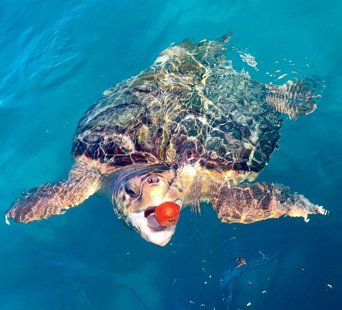 carljforster's tweet photo. New friend - Maria the Loggerhead https://t.co/ri1AUUyXJ4