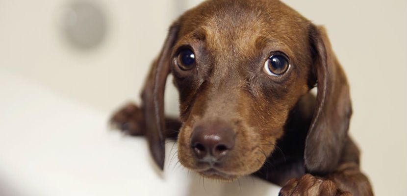 liveyoupet's tweet photo. The sensory deprivation syndrome in the dog https://t.co/68NICoQFsV https://t.co/Jvg2lums1b