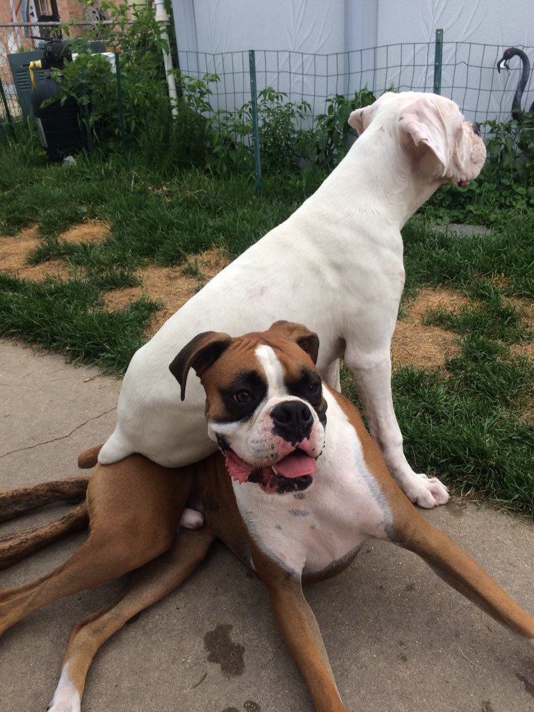 schultz5477's tweet photo. I am to cool to sit on the ground. #DogsofTwitter #archietheboxer #butkustheboxer #boxers https://t.co/sZhavB5a3k