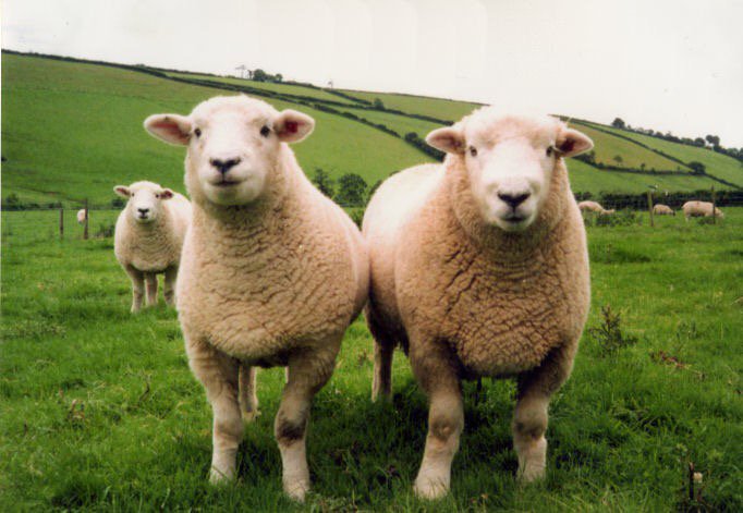 SonRanto's tweet photo. #DoubleEwe https://t.co/drpBZiL1F3