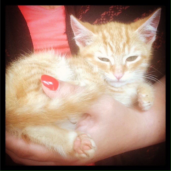DenniGregory's tweet photo. I mean common how cute is he? #cat https://t.co/Kj6BbsHDhg