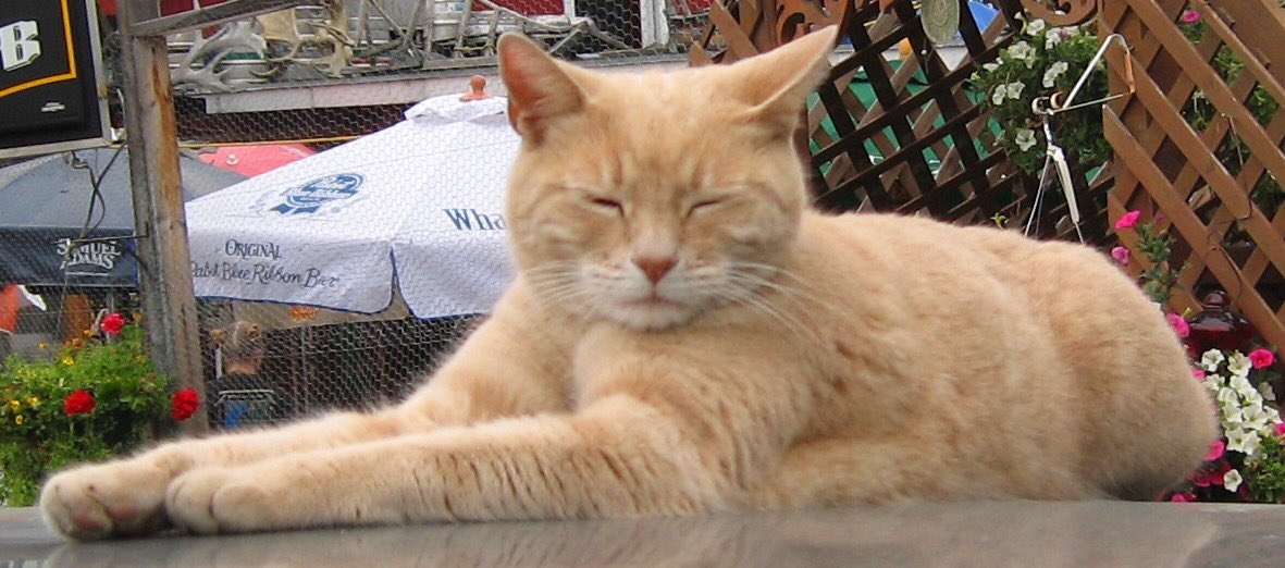 mueenofqemes's tweet photo. RIP Mayor Stubbs, who was easily the most trustworthy politician this world has ever seen. He was president in my eyes. #RIPstubbs https://t.co/3KpVzjgaZs
