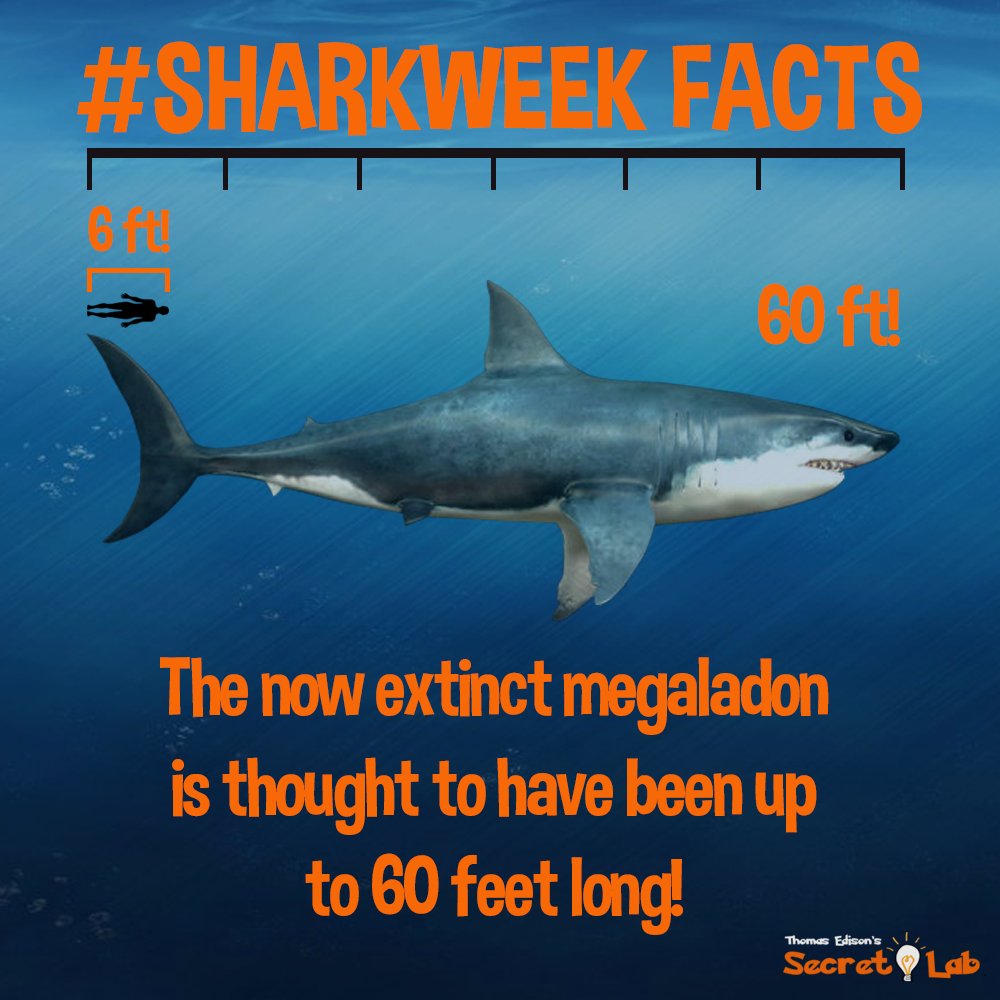 EdisonSecretLab's tweet photo. Weโre going to be doing #Sharkweek facts all week! We start with this DINOSAUR sized fact! WOW! #Edisonsecretlab https://t.co/nQ3WU3Rb1V