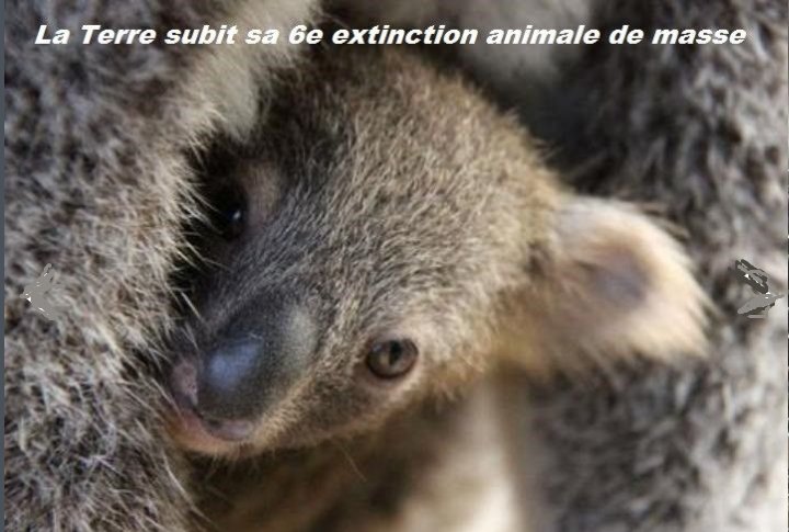 lepetitkoala's tweet photo. @pauvreencolere Février 2017 https://t.co/vuZ1J0rj02