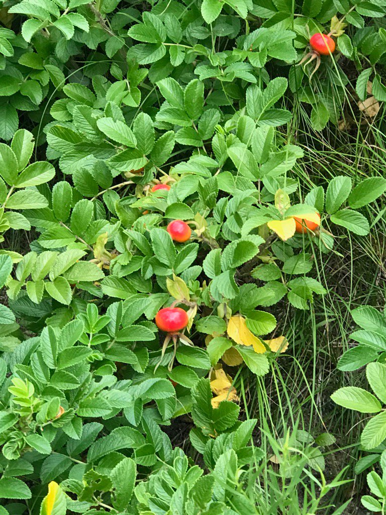 JuliaGrantham2's tweet photo. #beachplums on a #rosarugosa bush #marthasvineyard https://t.co/4O9zRnHXT7
