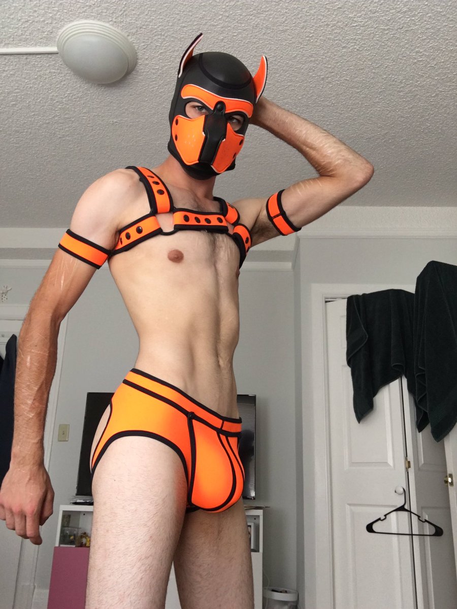 JamesOakleigh_X's tweet photo. So I stopped by @MrSLeather this morning and picked up a little something 🐶 https://t.co/0Y24EfEy86