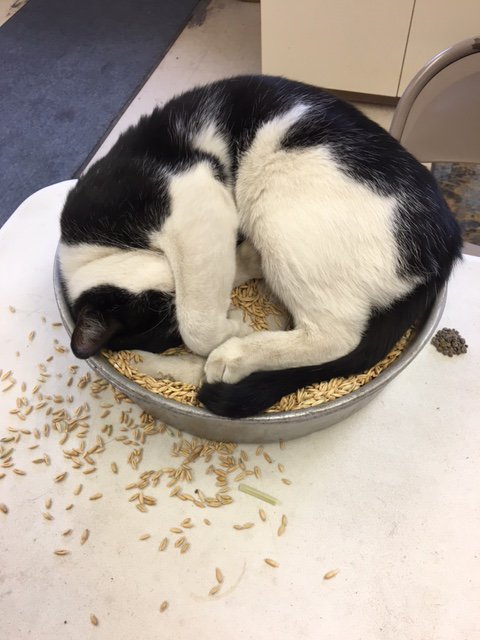 Here are two of <a href="/MtnViewCoop/">Mountain View Co-op</a> 's finest employees. Together they head up the rodent prevention dept. in White Sulphur. Meet Socks and Shoes!