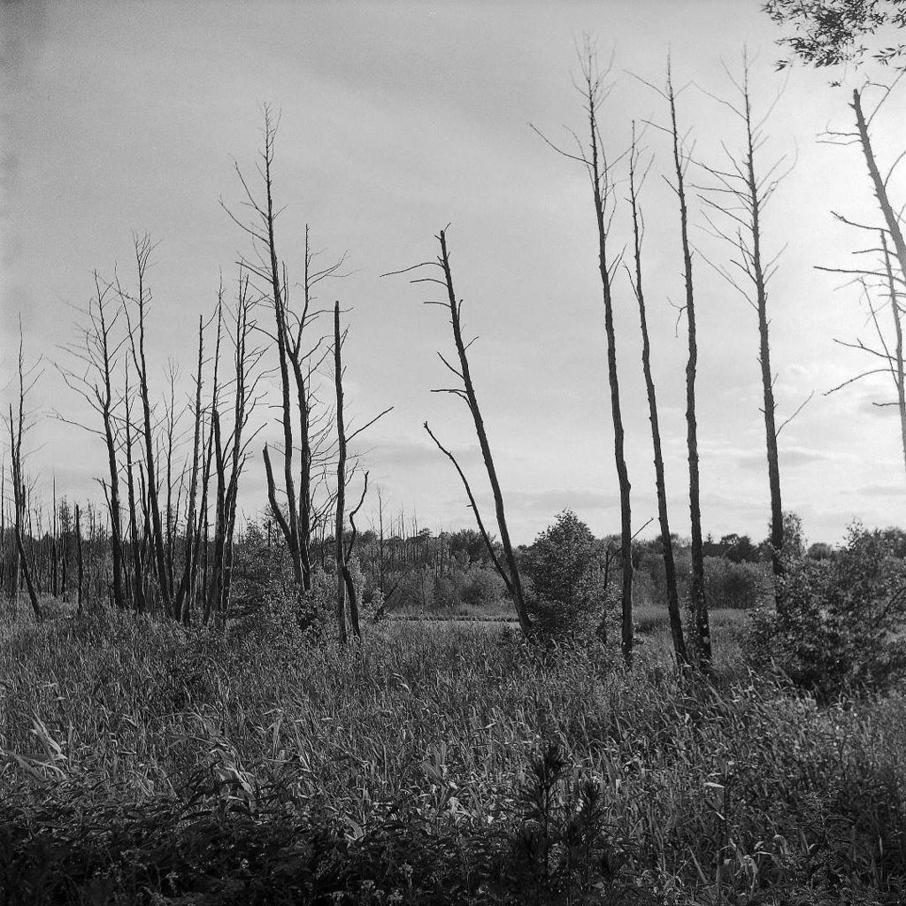 karwasz's tweet photo. Back to film.
Lubitel 166 universal, HP5+
.
#lubitel 
#166universal 
#ilford
#hp5
#bw
#bwphotography
#bw_perfect 
#localvibes
#landscape
#l… https://t.co/JzQeg2tLU7