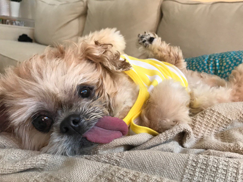 MarnieTheDog's tweet photo. Couch potatoes? Sure I'll have 1 https://t.co/YjevIb9TRV