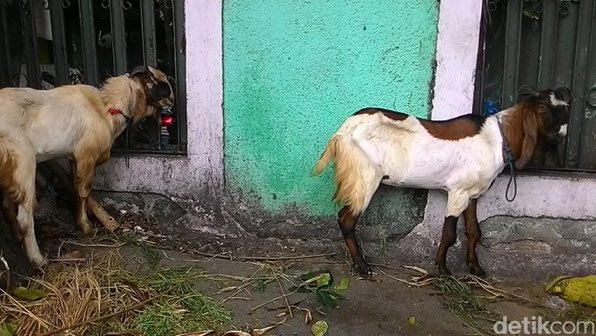 Pemkab Garut tweet media