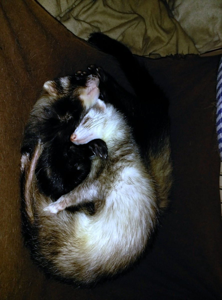Sonia_san_'s tweet photo. Buenas noches - Bona nit - Good night .
#hurones #ferrets #fures
Dormidos juntitos en su hamaca https://t.co/PeOG50rAPO