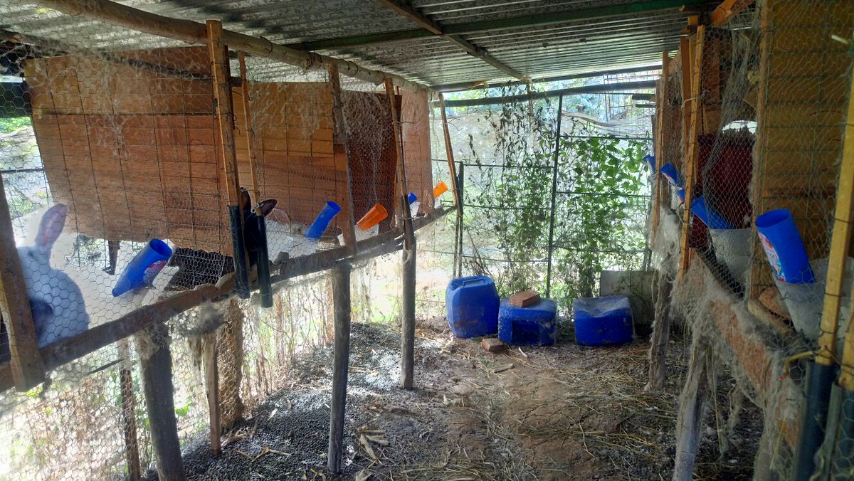 DIFVillaGro's tweet photo. 📷 #Fotogaleria  Realizamos visita a la granja de conejos de la Comunidad de Jesús Carranza. https://t.co/c6zvA5clZ6 https://t.co/q7ruw8b7im