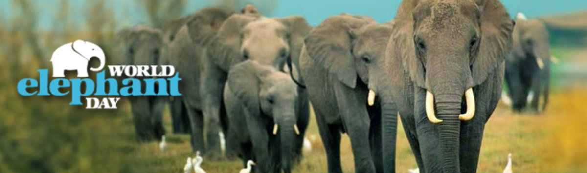 wrldelephantday's tweet photo. What are you doing on Sat August 12th #worldelephantday2017?
Add/find an #elevent: https://t.co/6sue4KmK9u! Just 3 weeks away! #jointheherd https://t.co/3245xZQZ57