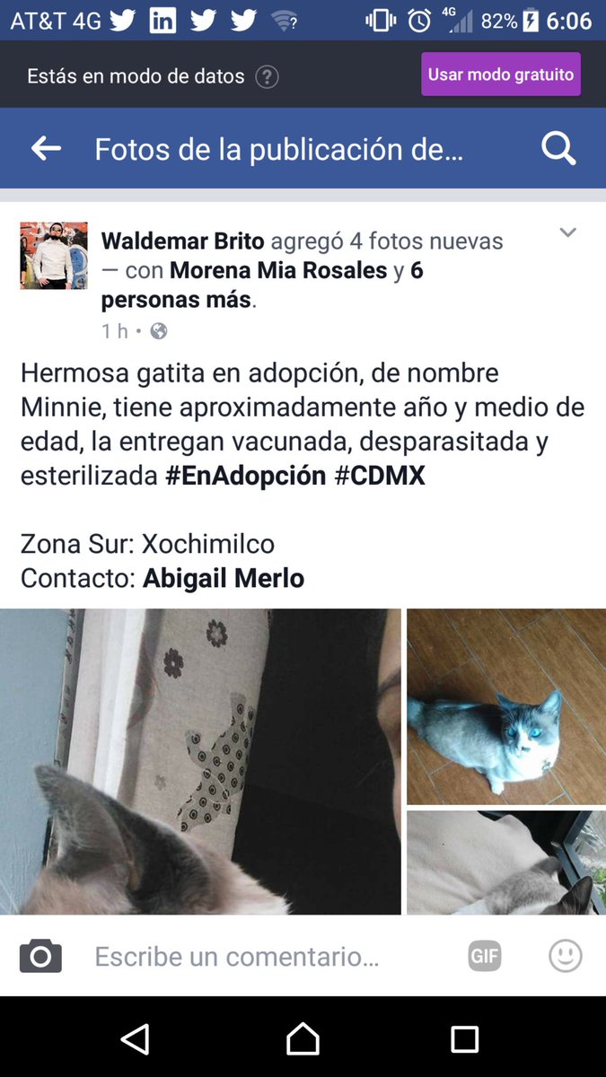 Waldemar_Brito's tweet photo. #EnAdopción #CDMX #Xochimilco @AdoptameNaucal1 @la_woodra @DaliaMRocha @UribeMerle https://t.co/t7k9QUdKeT