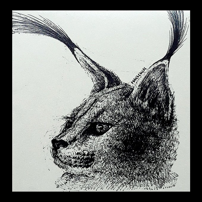 maxmkimart's tweet photo. Gone #nocturnal
#caracalcat #animals #view #art #drawing #sketch #pendrawing #doodle #balckandwhite #ink #artist #musician #producer https://t.co/cqzWETPmhM