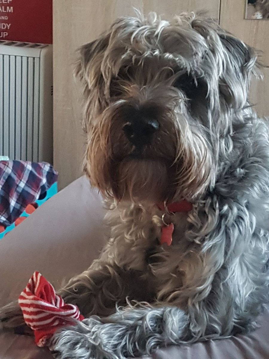 foreverbeingdad's tweet photo. The dog is as unimpressed as me that I am still awake at half past midnight and Emily has been asleep for ages. Nobody breathe #Sleep https://t.co/WSBsbRZs5u