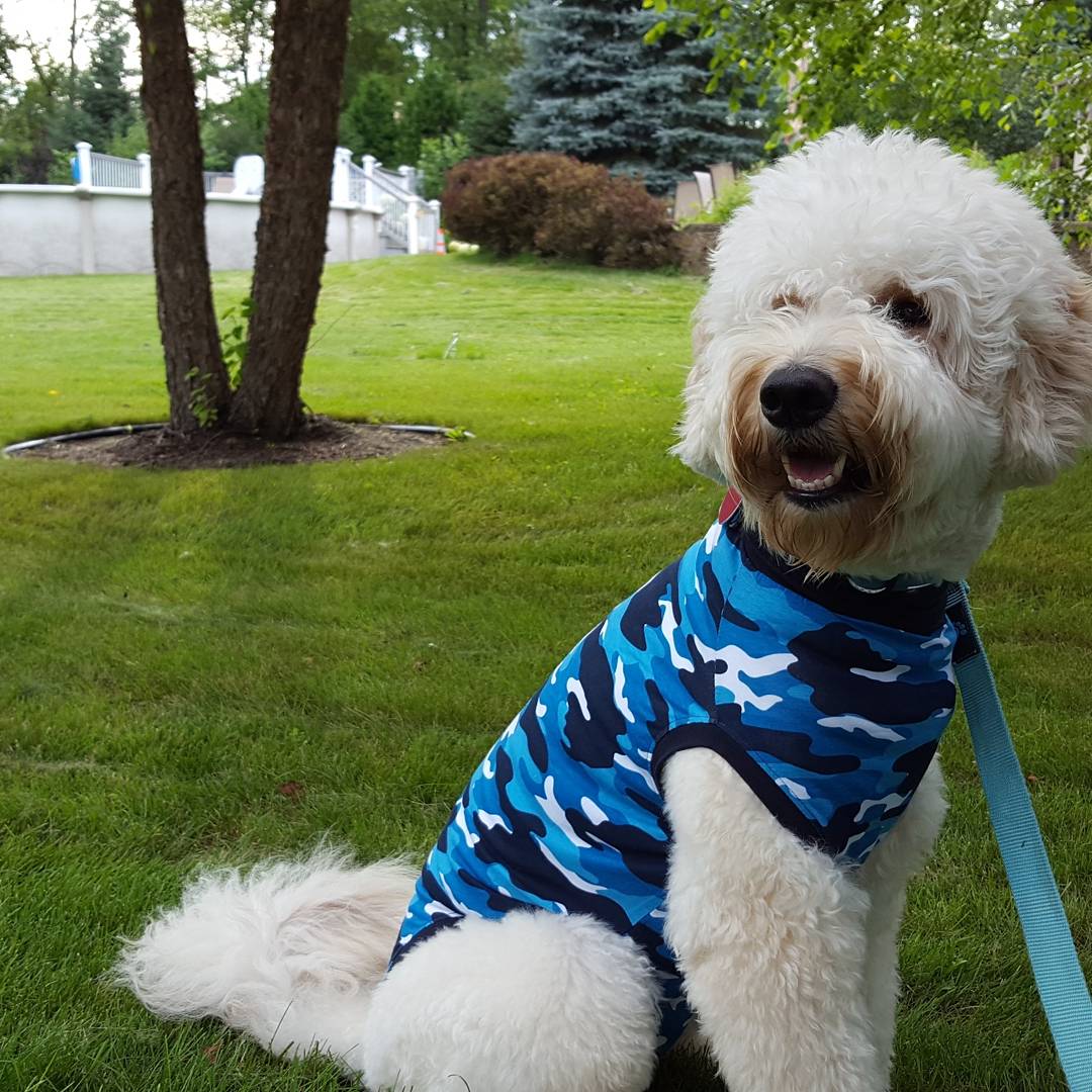 CimochCathy's tweet photo. The suitical recovery suit just arrived! It's just perfect for Kody. Now he does'nt have to wear the cone when we aren't here. Yay for Kody! https://t.co/VrLAQdopMI