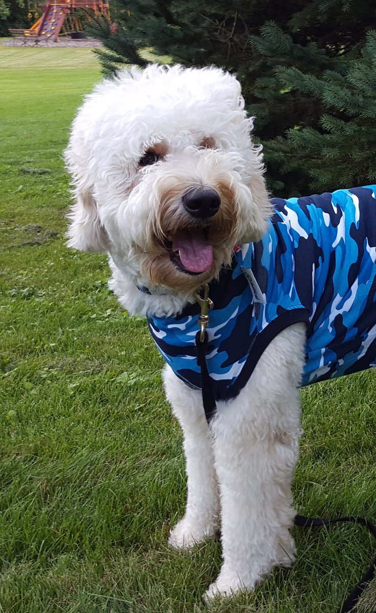 CimochCathy's tweet photo. The suitical recovery suit just arrived! It's just perfect for Kody. Now he does'nt have to wear the cone when we aren't here. Yay for Kody! https://t.co/VrLAQdopMI
