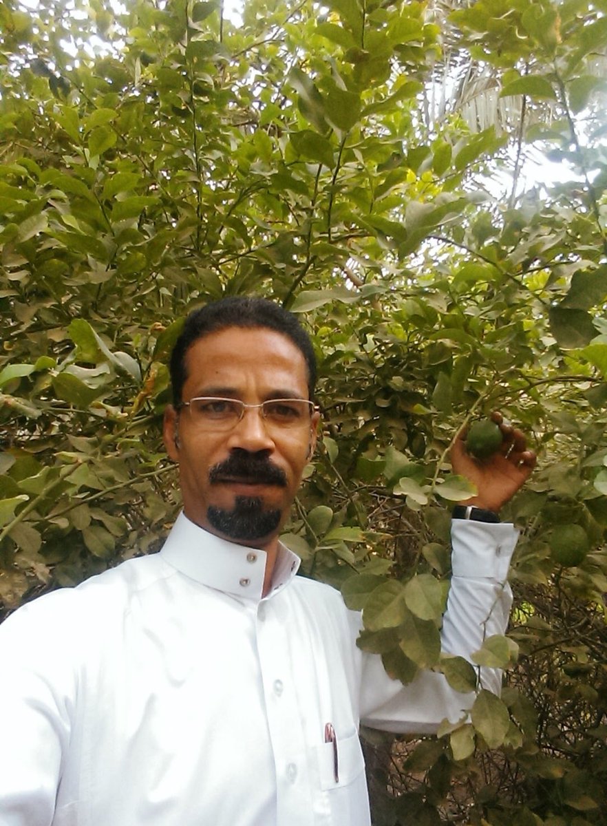 RiahAljafr's tweet photo. ليمون البصري الحساوي ( حامض حلو ) اصبح من الاصناف النادره الموجوده في مزارع الاحساء وهذا الصنف يمتاز بالمذاق المميز لا حامض ولا حلو 🍈 https://t.co/AAjnWWME6T