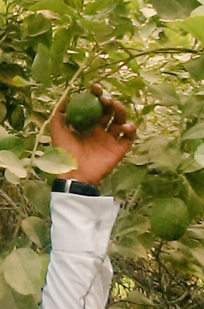 RiahAljafr's tweet photo. ليمون البصري الحساوي ( حامض حلو ) اصبح من الاصناف النادره الموجوده في مزارع الاحساء وهذا الصنف يمتاز بالمذاق المميز لا حامض ولا حلو 🍈 https://t.co/AAjnWWME6T