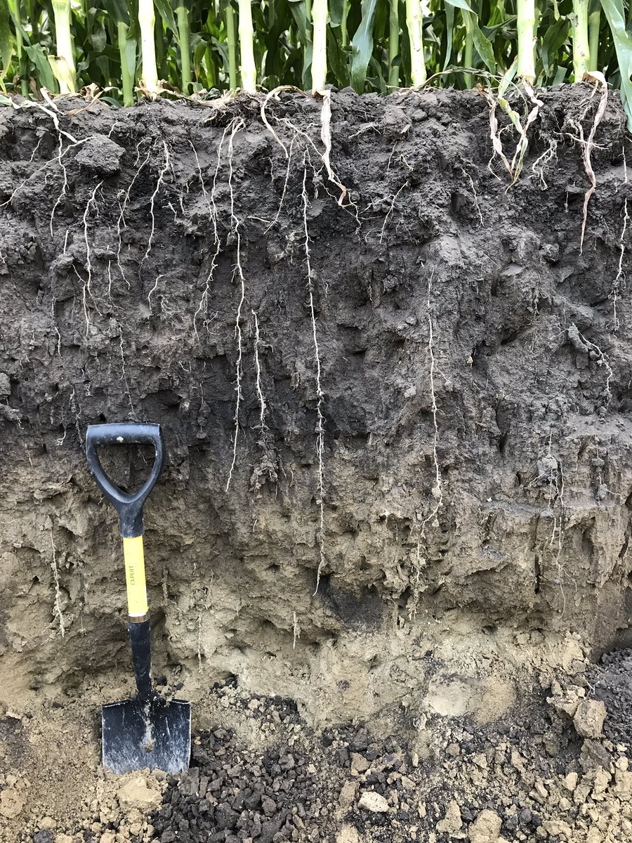 Steve_CarlsenWC's tweet photo. Aventine complete roots going deep! 42 inches vs 36 inches with 10-34-0. #corn #aventinecomplete #nutrients @CHSDevilsLake https://t.co/gHXajCvgtT