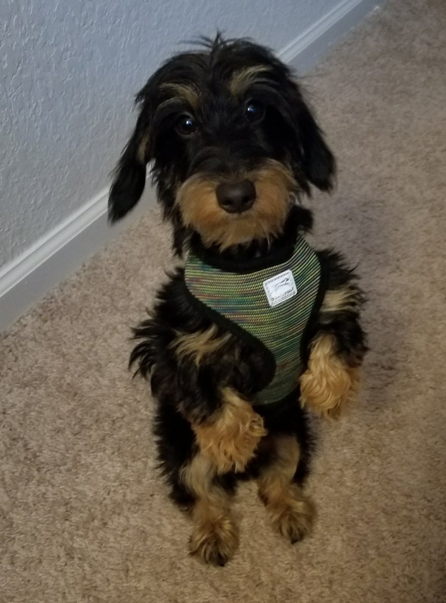 ScoutEuro's tweet photo. No words for this wee nugget. #EuroScout #dogsoftwitter #dachshund #puppy #babydog https://t.co/qfY3fqQeY5