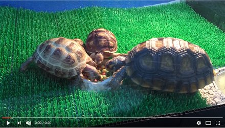 pooky_online's tweet photo. ペットハウス プーキー🐰は
新着ペット動画をyoutubeで配信中♪
かわいい動物に癒されます😍
#ペット #動画 #プーキー
#陸亀 #landturtle
#亀 #turtle
#petlife
プーキー宇多津店チャンネル
https://t.co/hQb61bBkbx https://t.co/MebMg3qdHr