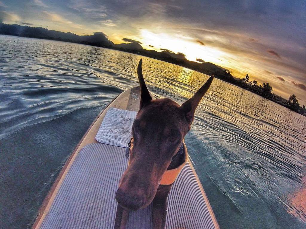 VickiYu's tweet photo. To simpler times and calmer seas. .
.
.
#FrankieTheRedDoberman 
#Doberman #pensivepup  #SUP #paddlingdogs #Hawaii … https://t.co/XrJl7aeY66 https://t.co/nGqOgX6mQs