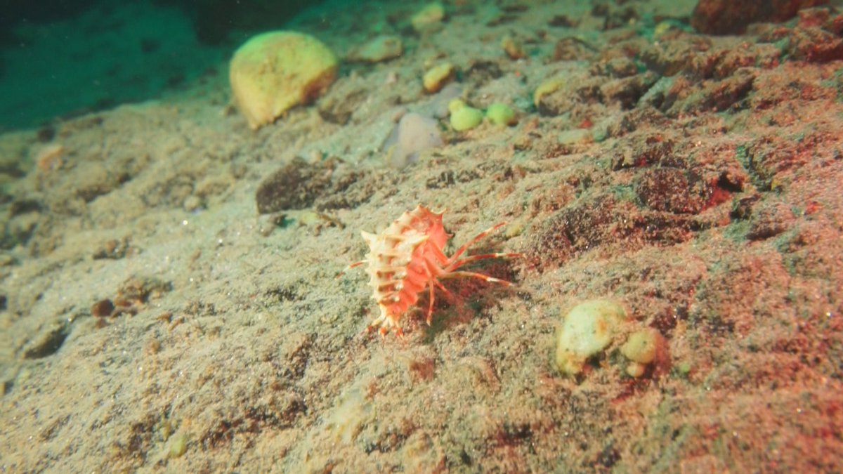 バイカル湖に生息する奇妙な生き物＜ヨコエビ＞。なんと260種もの固有