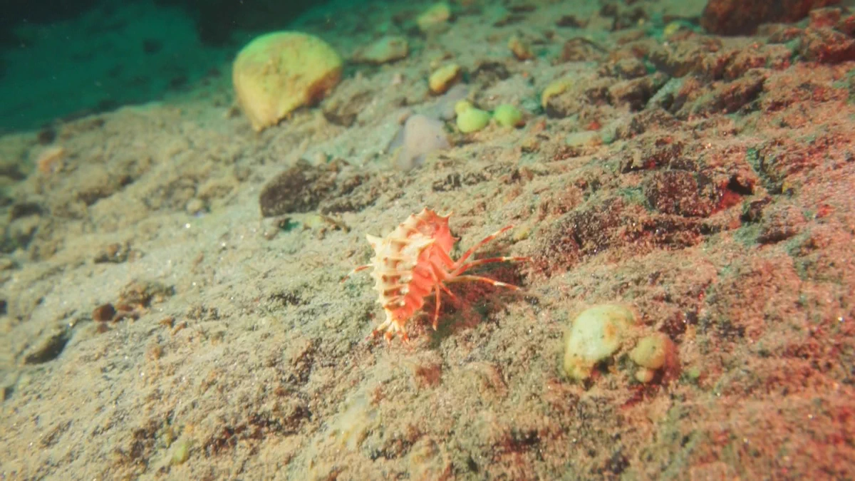 ロシア　バイカル湖産　ヨコエビ 世界遺産 auf X: „バイカル湖に生息する奇妙な生き物＜ヨコエビ