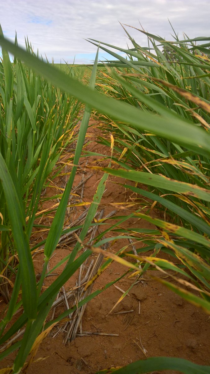 Do you know whats causing these symptoms? You might have guessed wrong its Boron toxicity. Thanx Hugh Wallwork SARDI