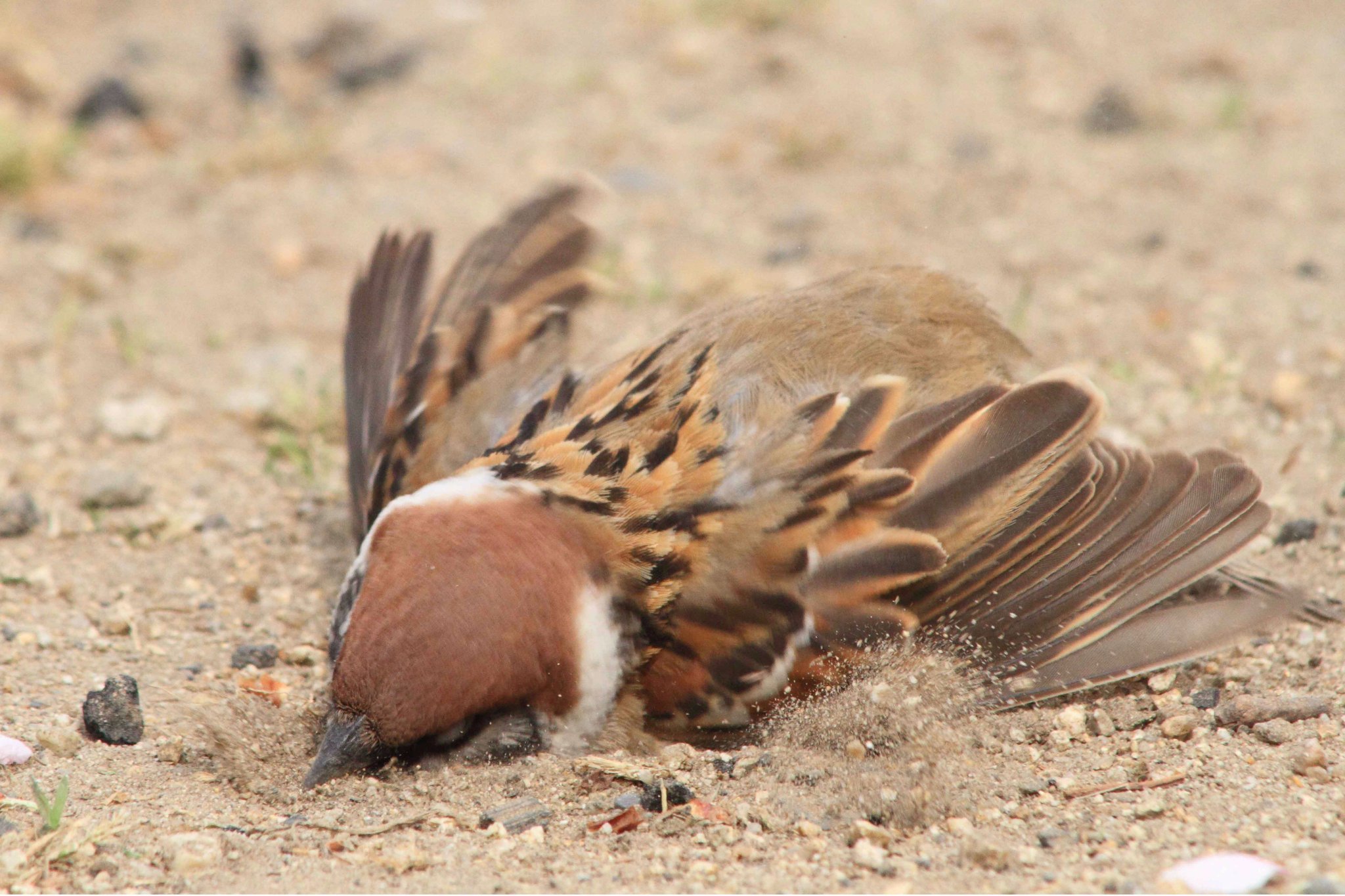 片柳弘史 No Twitter 公園で出会ったスズメ 砂浴びに夢中になっていました O