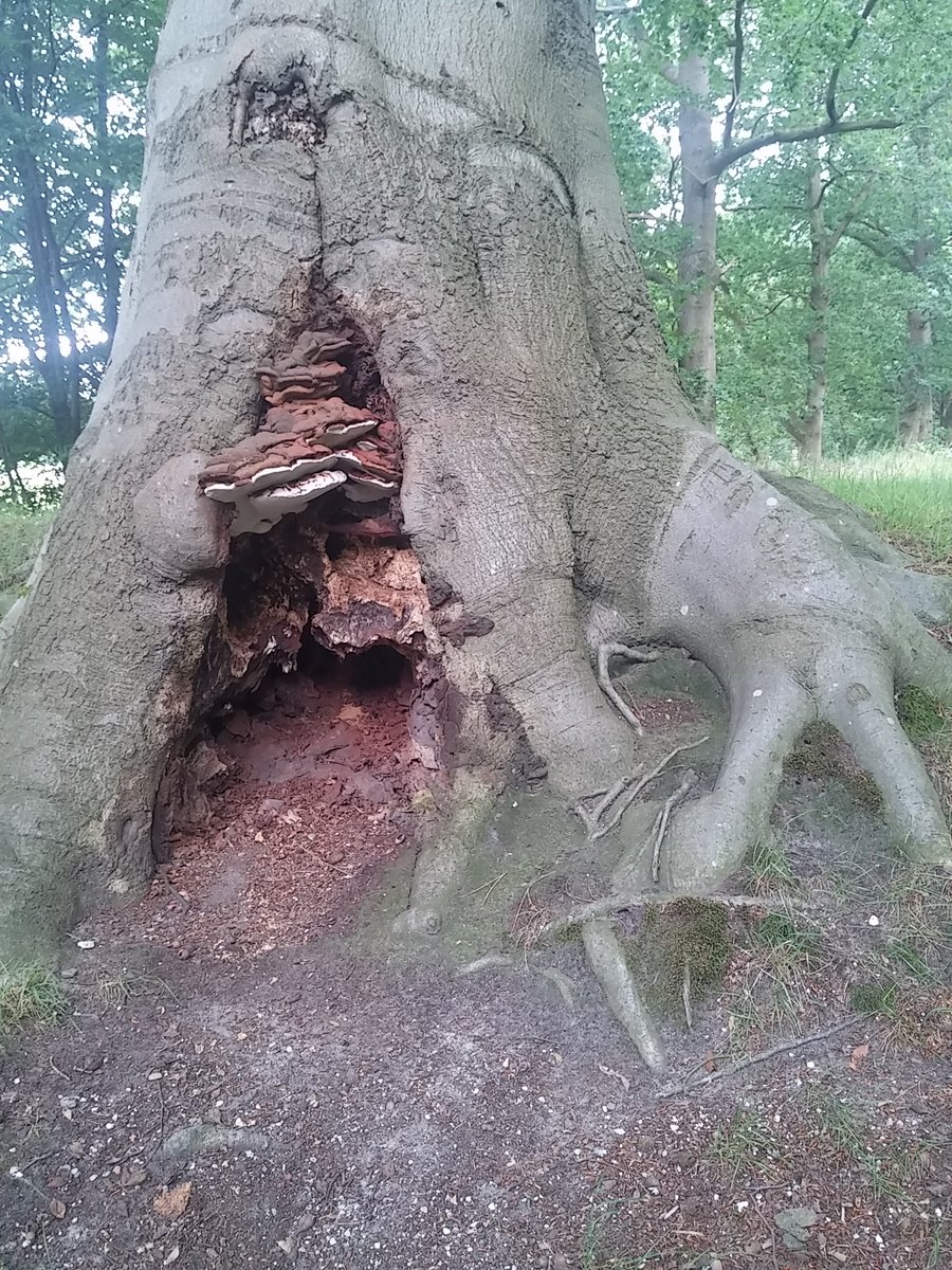 Lady4Lynn's tweet photo. #Bomen beschermen ons! #Bomen geven ons #Zuurstof #Voedsel #Reinigt #Zuivert #Shaduwt #Leert en #Omhelst alles wat ons #Bestaan #Waarborgt! https://t.co/7tUGtpv8Ex