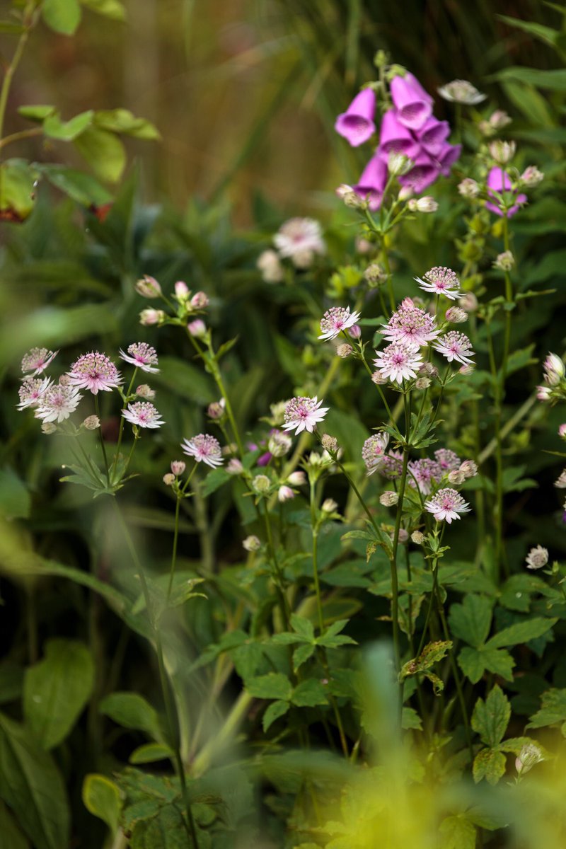 TomGardens's tweet photo. Few photos from a garden I planted last May. @andrewmaybury took this lovely shots. https://t.co/zoETkyLPuP