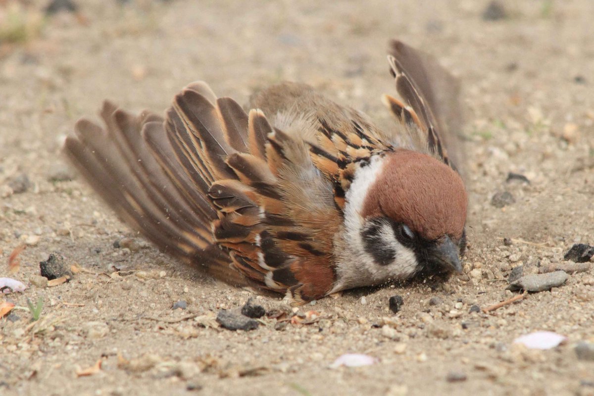 片柳弘史 No Twitter 公園で出会ったスズメ 砂浴びに夢中になっていました O