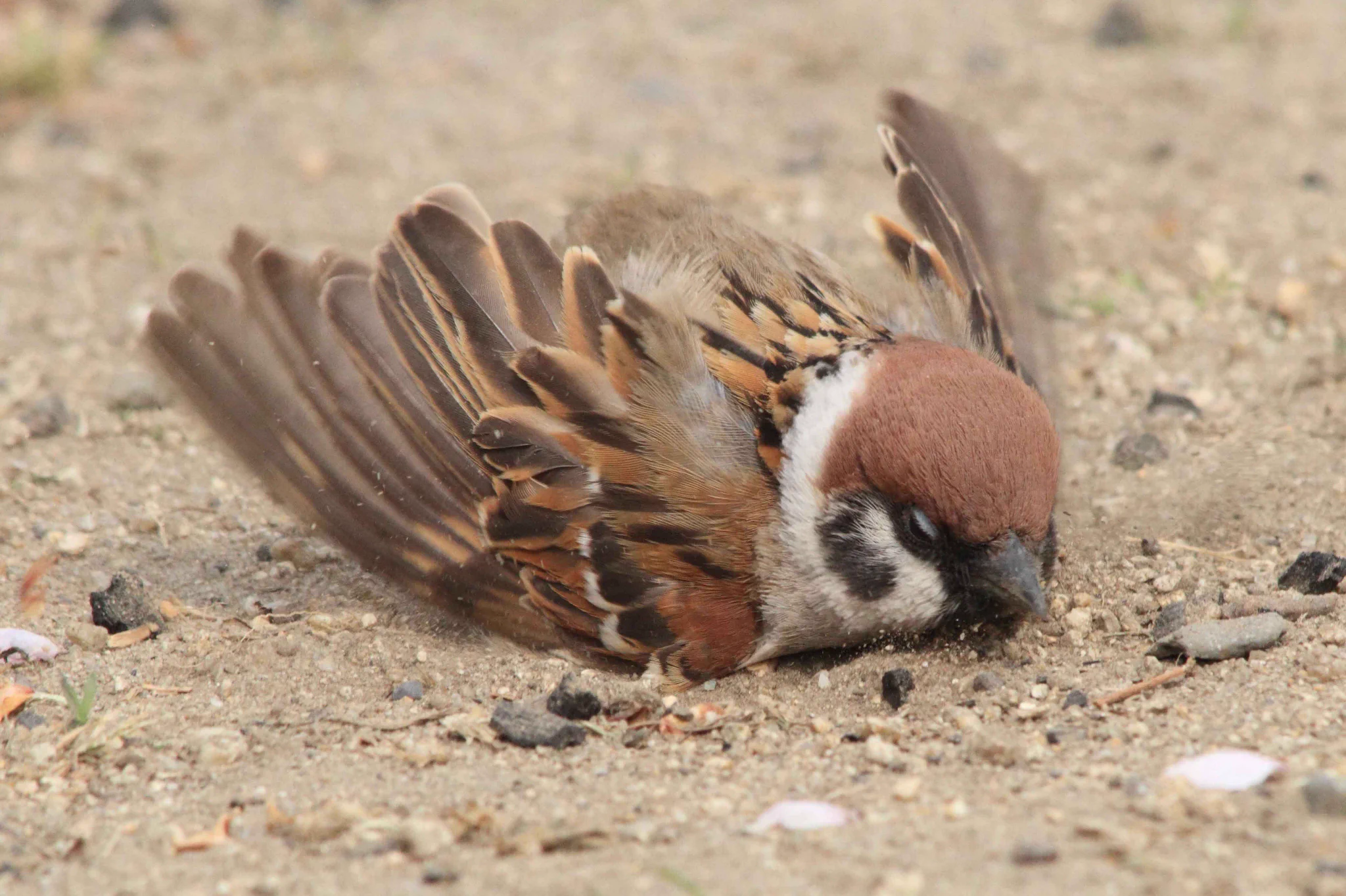 砂浴びに必死なスズメが可愛すぎるww写真を撮られても気づかないww