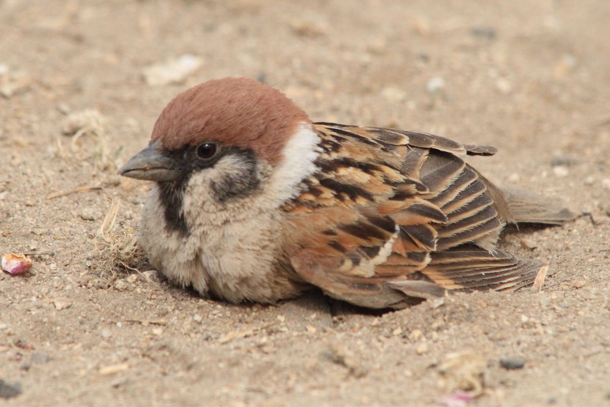 砂浴びに必死なスズメが可愛すぎる写真を撮られても気づかない 話題の画像プラス