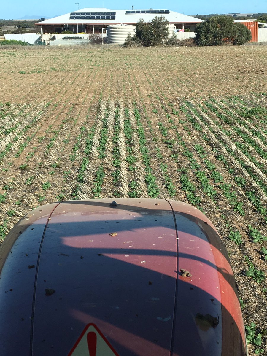 moroney_luke's tweet image. Contrast in canola sown 5/6 on full stubble notill vs 'firebreak' around the house and sheds #morestubbleplease #moistureretention