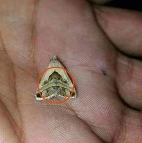 Kelebeğin üstüne  #Kâbe-i Ravza' yı ilmek ilmek işleyen RABBİM'e HAMD-Ü SENÂLAR olsun.