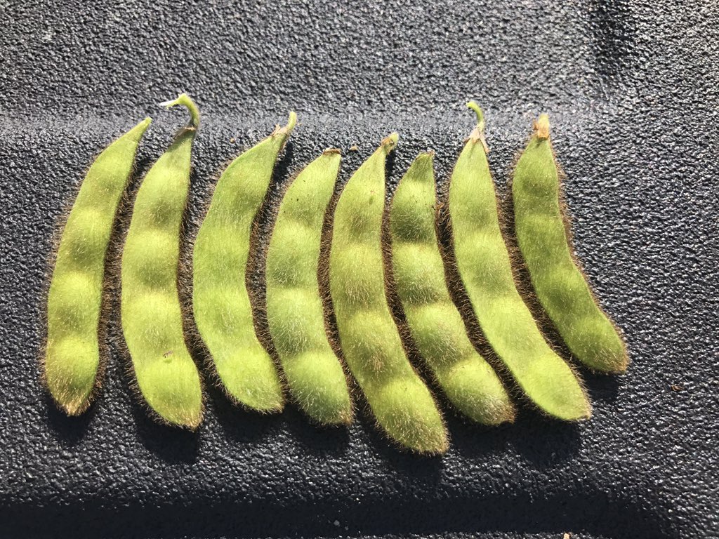 DyerCoFarmer's tweet photo. @KellyPhipps Me 3!! All these came off one random plant. #blownaway #StartStong #PlantArmor protected with #Priaxor of course! https://t.co/3f5t9vcFY8