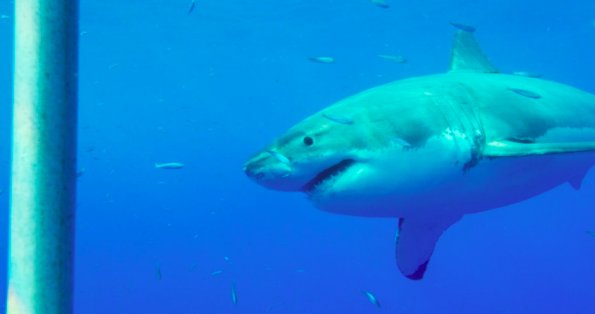 SharkAdvocates's tweet photo. #SharksAndTheCItyLA Like NE US story in #SharkVortex, #SoCal white sharks are rebounding thx to fishing ban in 90s & seal protection in 70s https://t.co/k1c3enRu6R