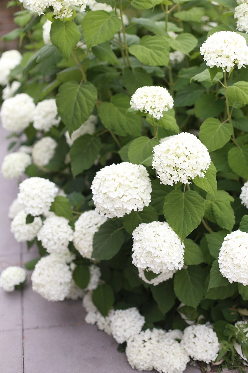 Vancouver Candle Co. tweet media