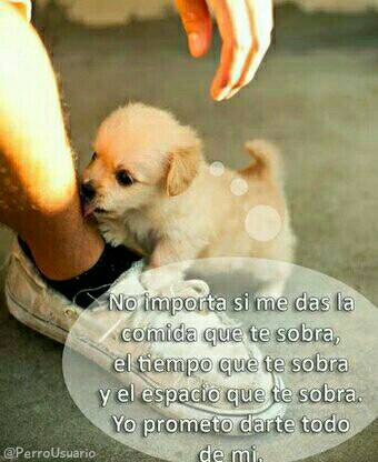 PerroUsuario's tweet photo. Prometo entregarte mi 💗 pero no me abandones, por favor 🐶 https://t.co/Xvq0lvms55