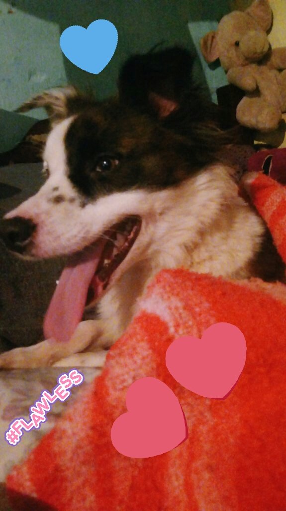 Creepyless's tweet photo. Delícia (•ө•)♡
the cutest,the best ✨💭
#bordercollie 🐶 #DogLover 
#puppylove 🐶 #dogsarelove https://t.co/ps4kTfUYAc