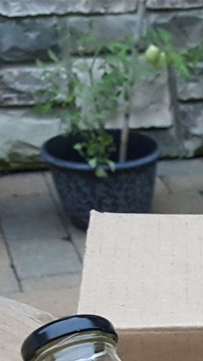 joshccourtney's tweet photo. @BeardOfWallSt I suggest you add more soil or you'll drown the plant https://t.co/3fZqK82A1y