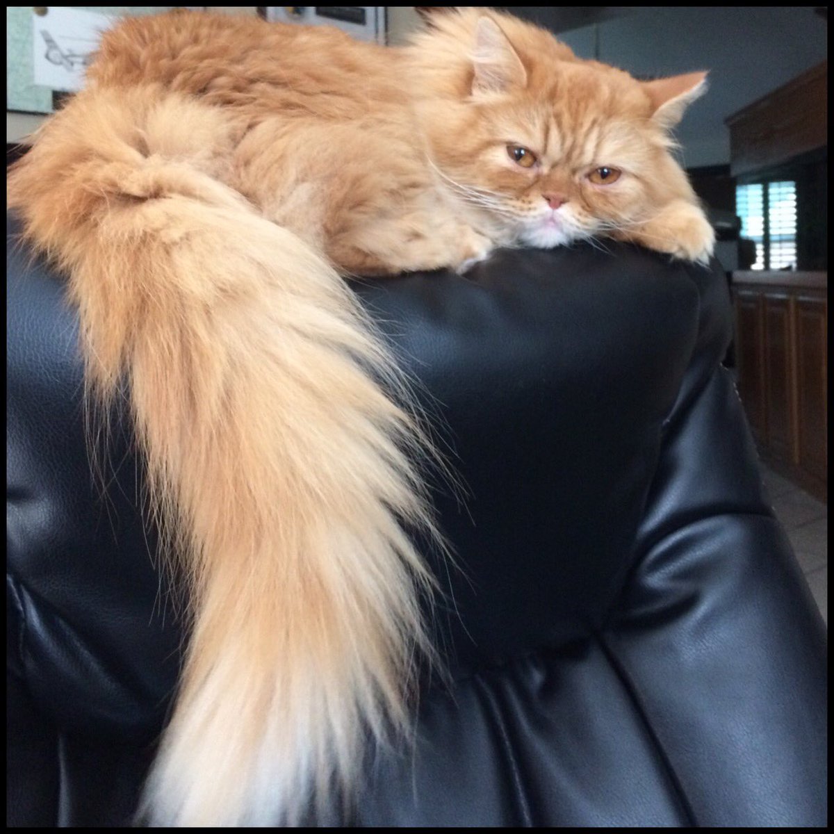 petactorbruno's tweet photo. Coming soon @FabPhebe #TVshow ! #TinosTail #petActor #catActor #adoptDontShop #filming #actorCat #gingerLitty #BrunoBartholomew https://t.co/bBiyaVHHyl