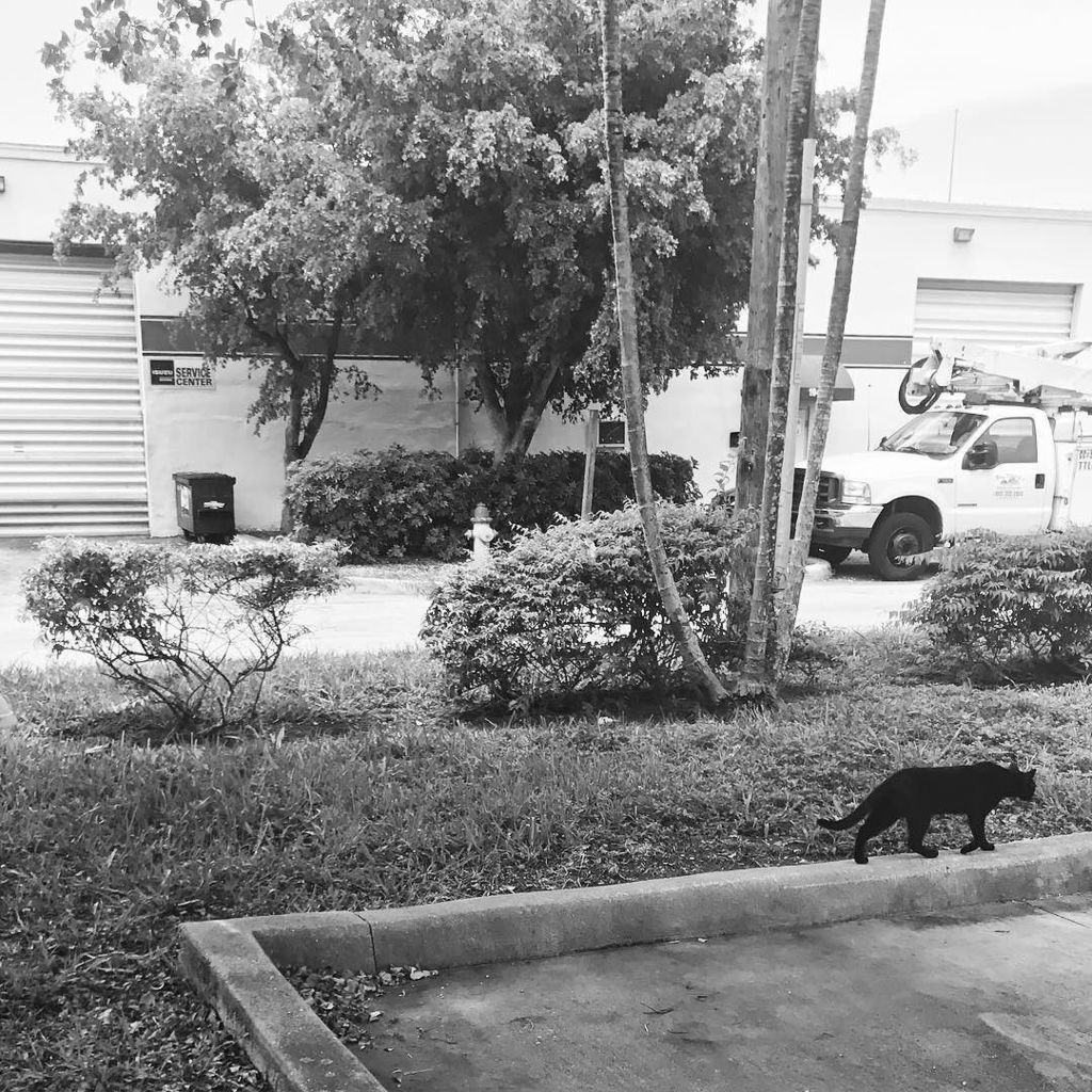 MotherElevation's tweet photo. Left to right is a good omen. Blessed be. #blackcat #lefttoright #goodsign #positivevibes #supernatural #superstit… https://t.co/p8oDG2I7iQ https://t.co/TpgKWSdflP